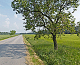 Landschaft mit Baum